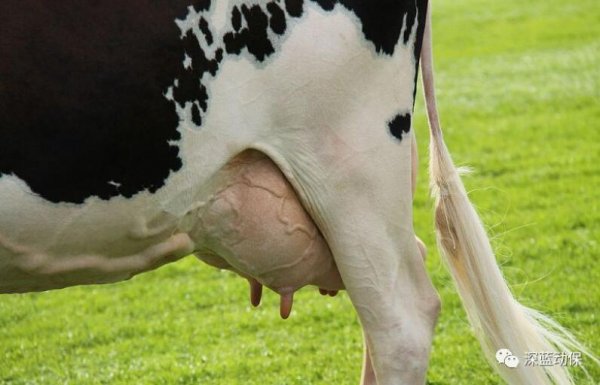 预防奶牛乳房炎从“乳头”卫生做起