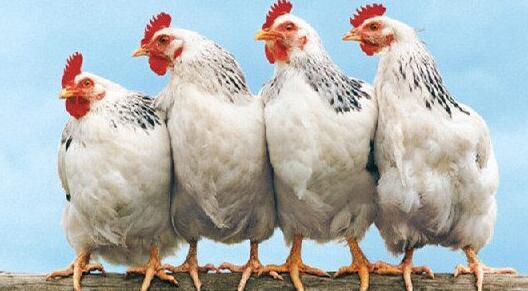 肉鸡养殖技术问答