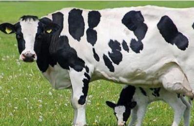 影响奶牛产奶量的因素