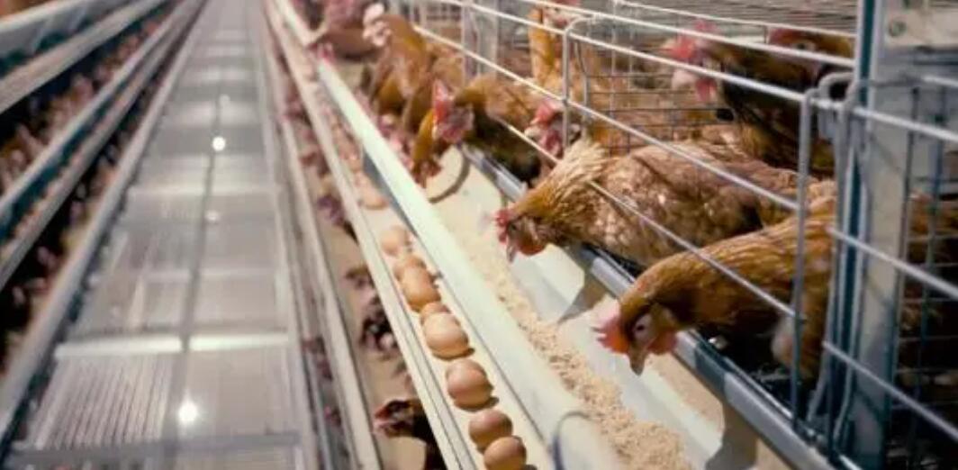 国内蛋鸡行业的几大弊病
