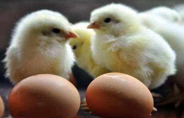 017年中国蛋鸡市场预测：8-9月份可能形成蛋价高峰
